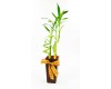 Lucky Bamboo Large